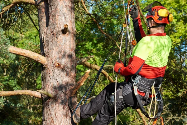 Raziskovanje arboristike: Vloga in pomen arboristov